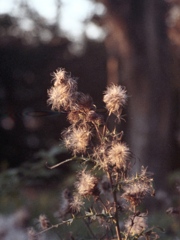 「autumn」 (film) 「autumn」 (film)