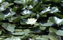 「water lily」 (film)