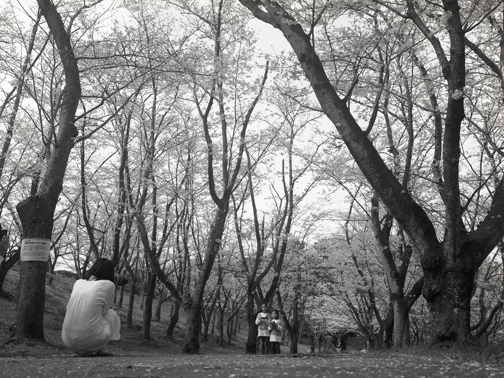「桜の森（子供達が持っているものは・・？）」 (film)