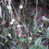 「古いStrobe flash試写」 (film)
