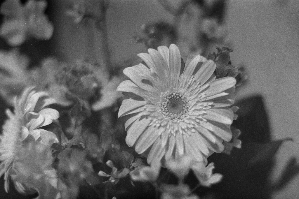 「Originally yellow」 (film)