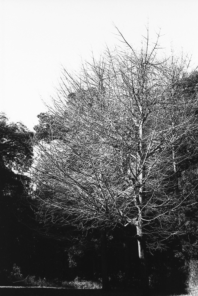 「冬公園」 (Fuji Microfilm HR20)