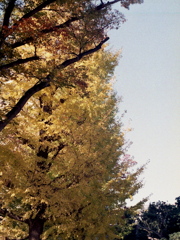 「Halfで行こう:紅葉」 (film) 「Halfで行こう:紅葉」 (film)