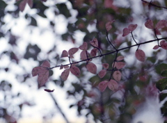 「Autumn Leaves」 (film)