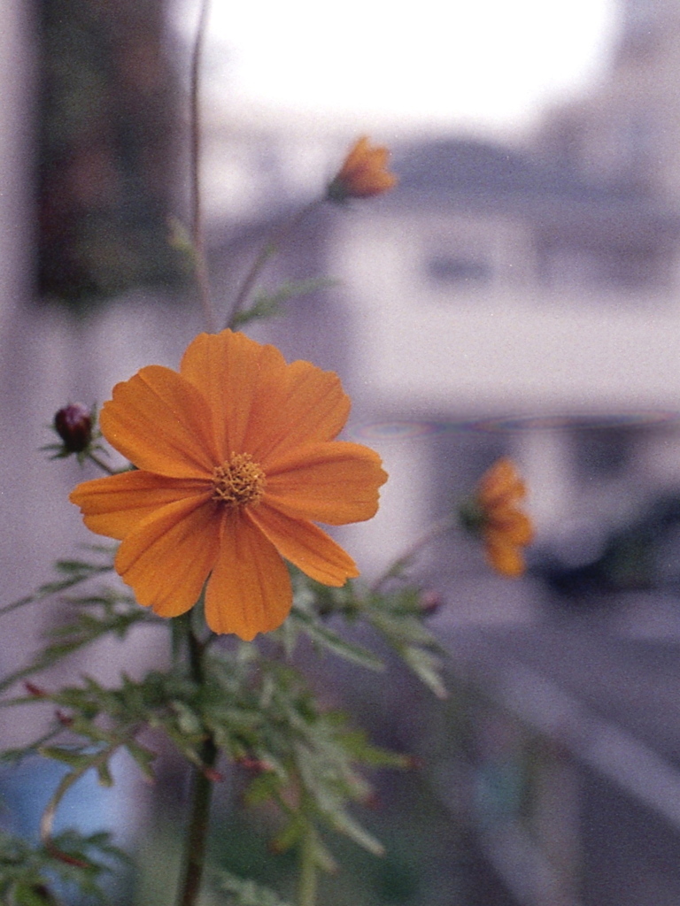 「街角flower」 (film)