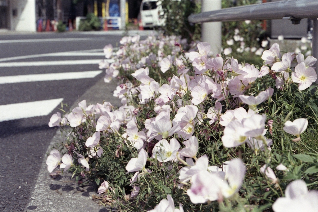 「街角flower」 (film)