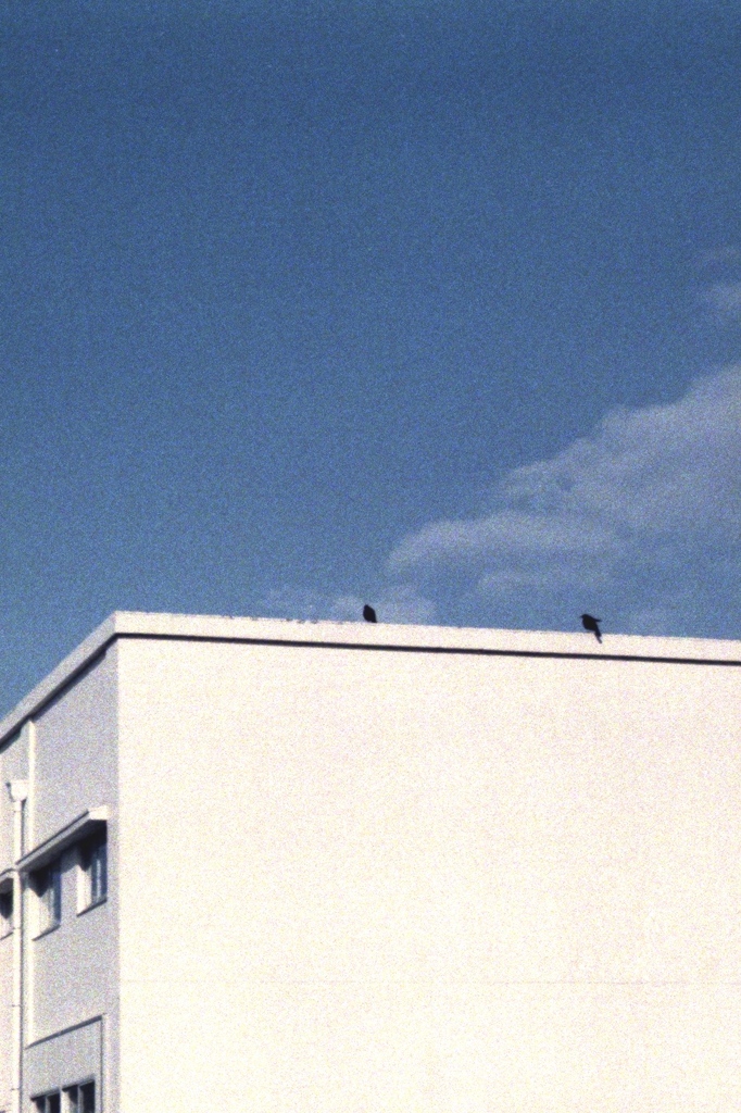 「今日も晴天」 (film)