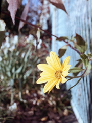 「flower」 (film)