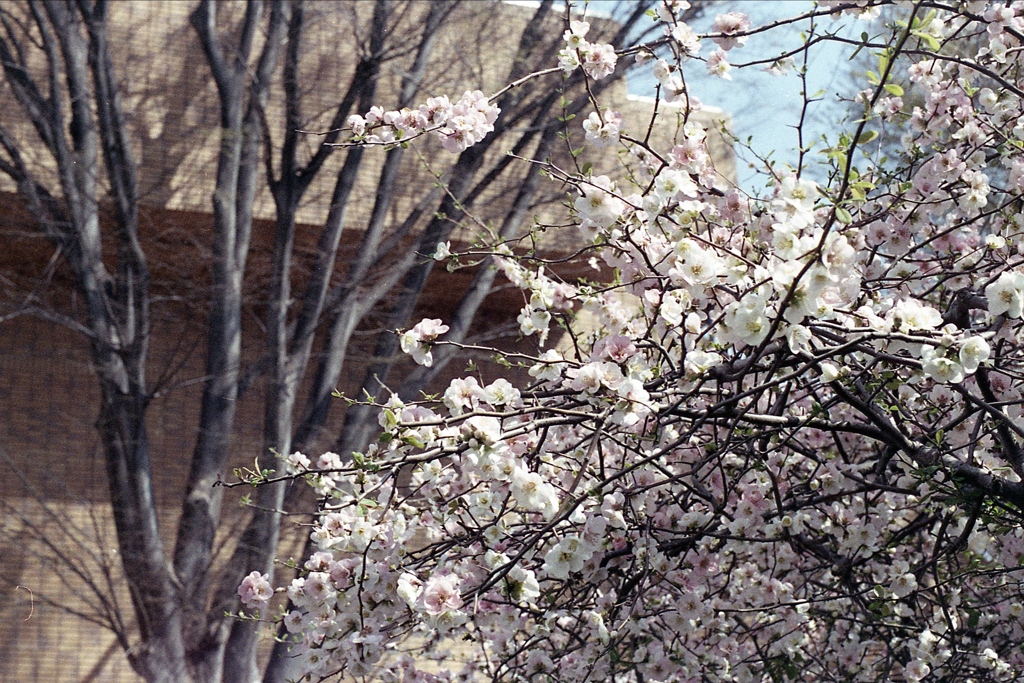 「Spring One Roll: 08」 (film)
