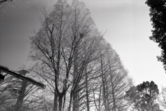 「メタコセイヤ」 (film)