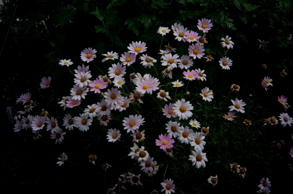「flowers」 (digital)