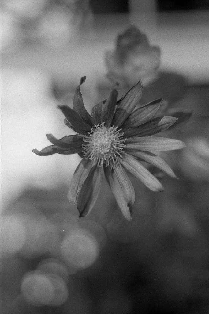 「flower」 (film)