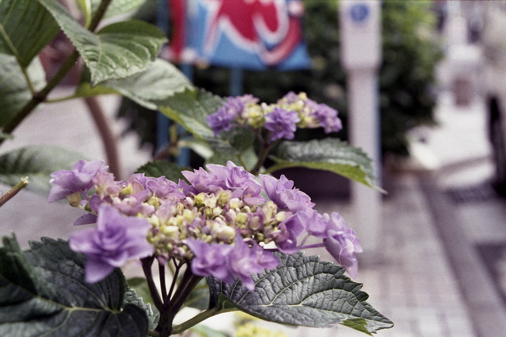 「街角flower」 (film)