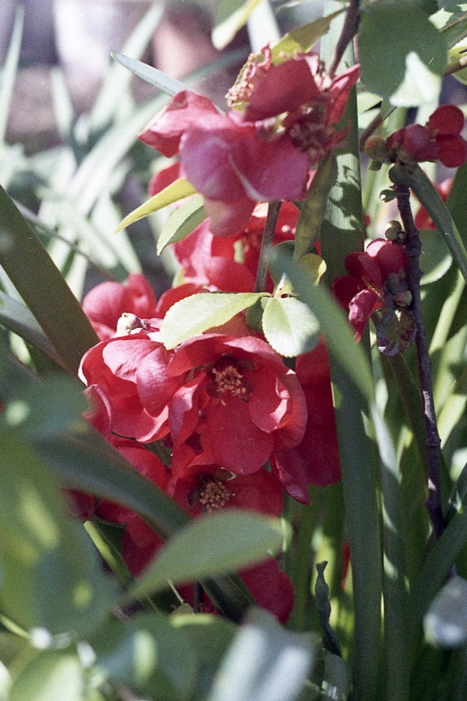 「3/14 散歩写真」 (film)