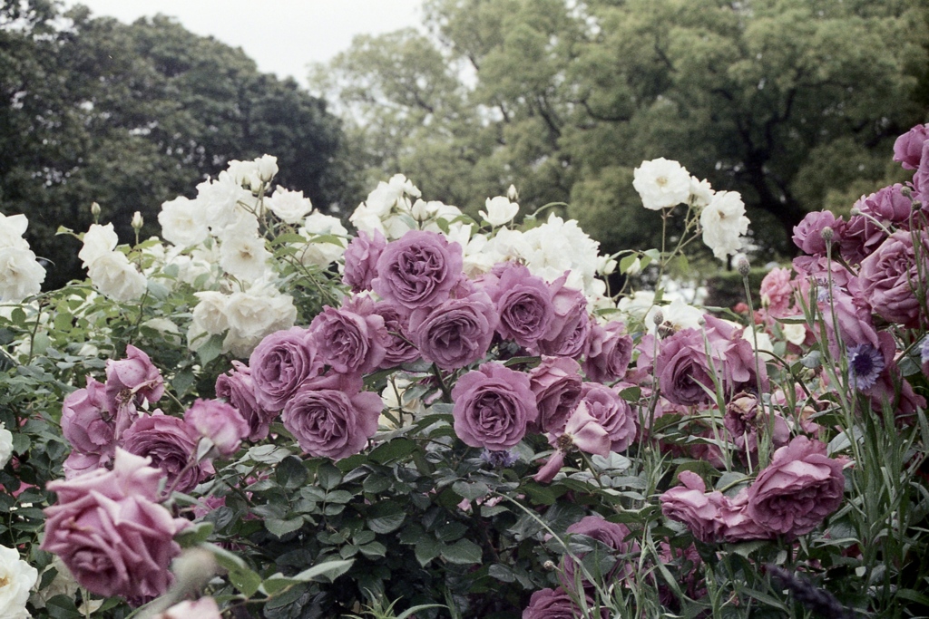 「薔薇園」 (film)