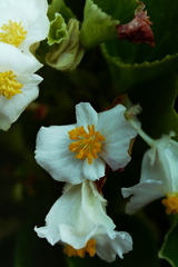 「散歩カメラ46-2」 (film) 「散歩カメラ46-2」 (film)