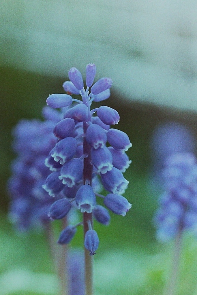 「3/29 flower 03」 (film)
