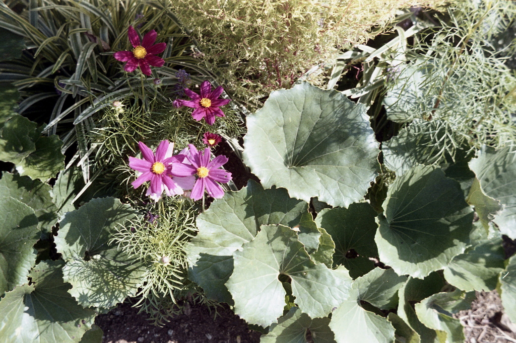 「街角flower」 (film)