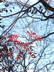 「風に吹かれて」 (film) 「風に吹かれて」 (film)