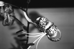 「Lily」 (film:HR20)