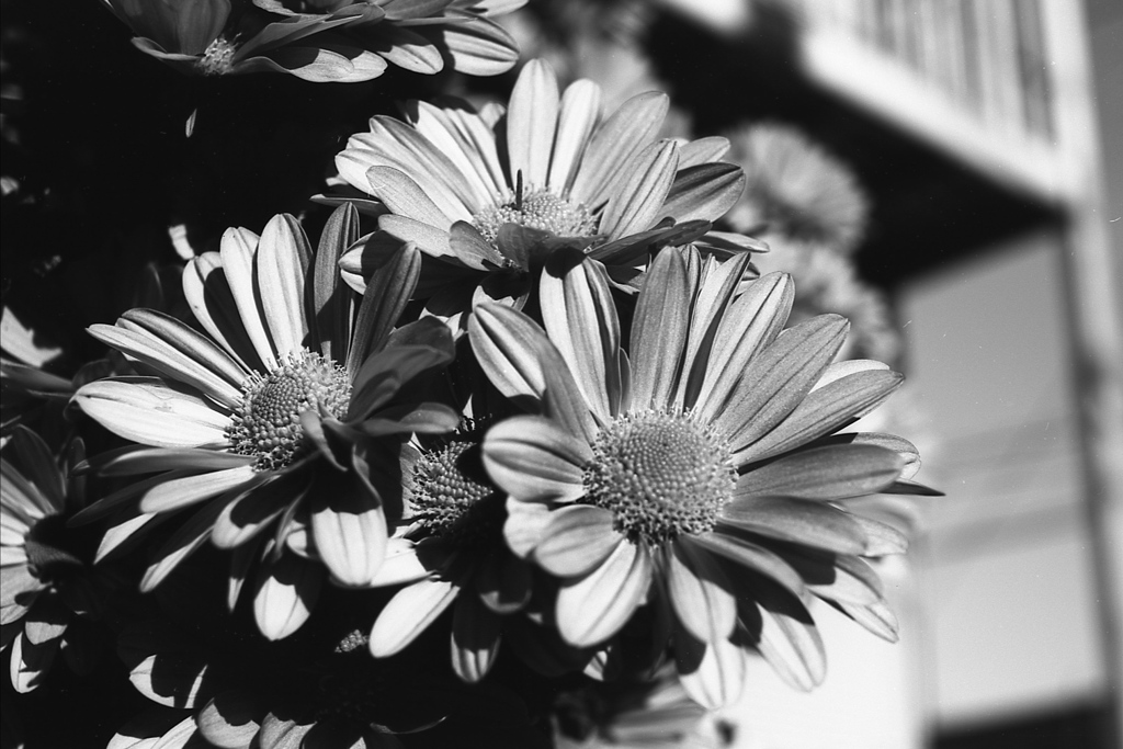 「菊」 (Fuji Microfilm HR20)