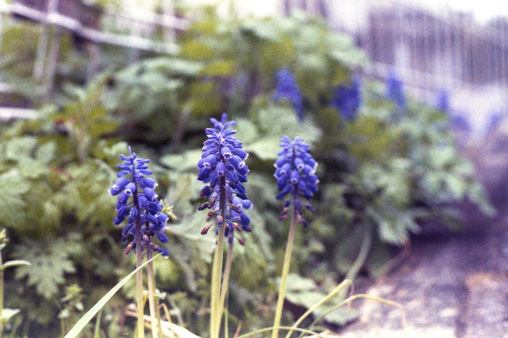 「街角Flower」 (film)