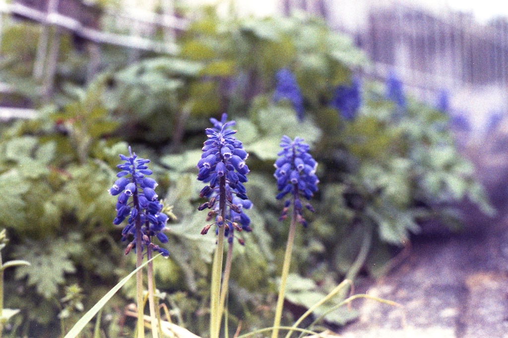 「街角Flower」 (film)