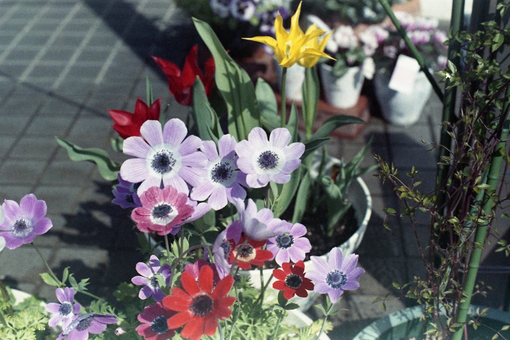 「街角Flower」 (film)