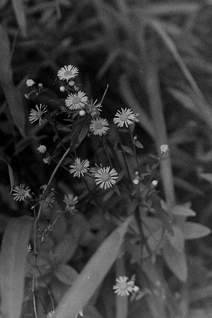 「PEN-F 試写 04」 (film)