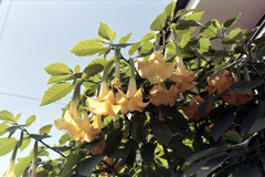 「チョウセンアサガオ」 (film)