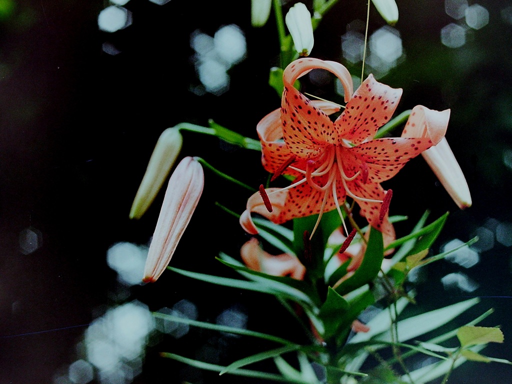 「Tiger Lily 01」  (film)