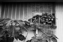 「Plant Window」 (film)