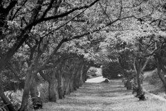 「cherry road」 (film)