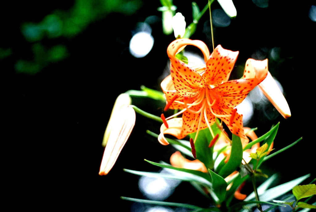 「Tiger Lily 03: OM version」 (film)