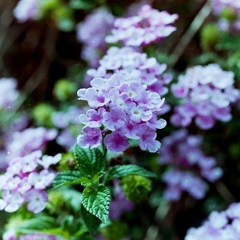 「pale purple」   (film)
