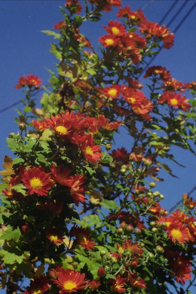 「街角カメラ02」  (film)