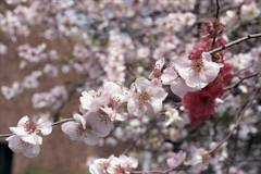 「木瓜」 (film)