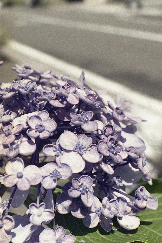 「紫陽花」 (film)