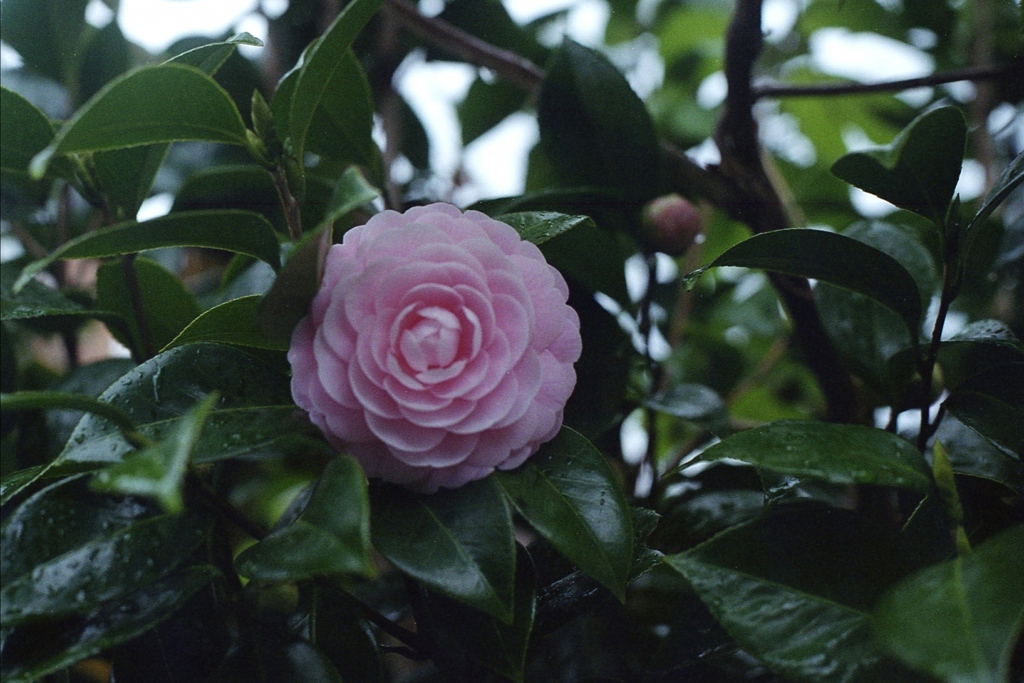「Green & Pink」 (film)