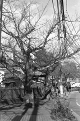 「春を待つ 桜並木」 (film)