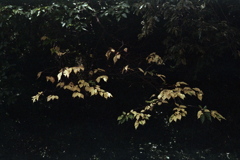 「yellow leaves」 (film)