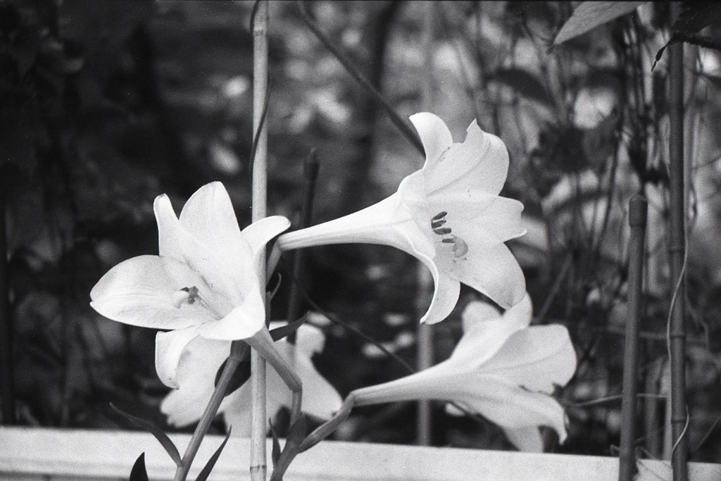 「街角flower」 (film)