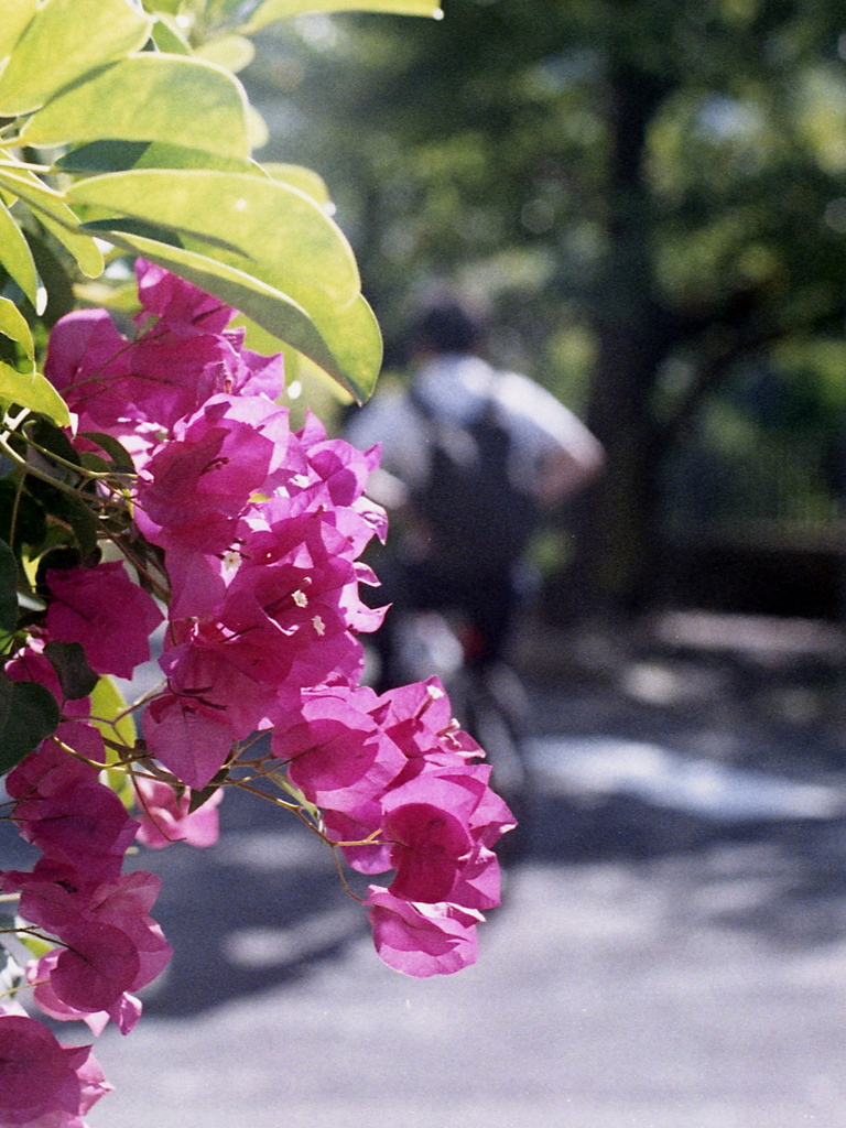 「街角flower」 (film)