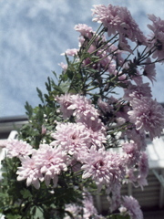 「菊」 (film) 「菊」 (film)