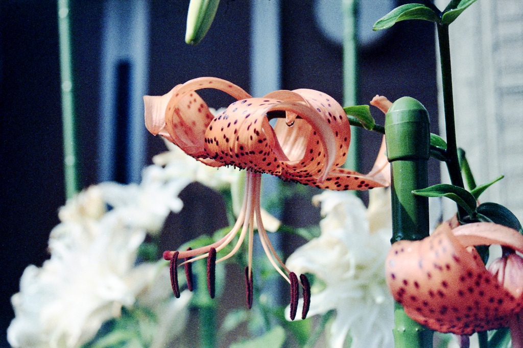 「Tiger Lily」 (film)