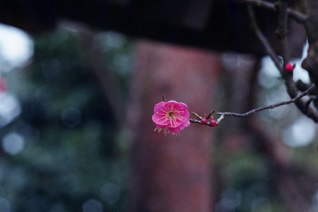 「02/02 紅梅07」 (film)