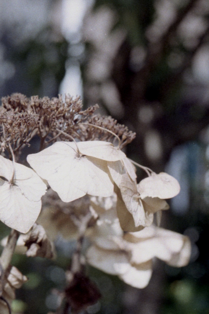 「夢の後」 (film)