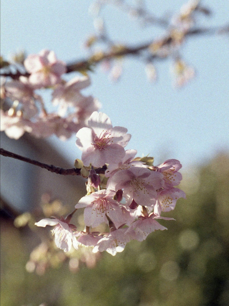 「サクラ」 (film)