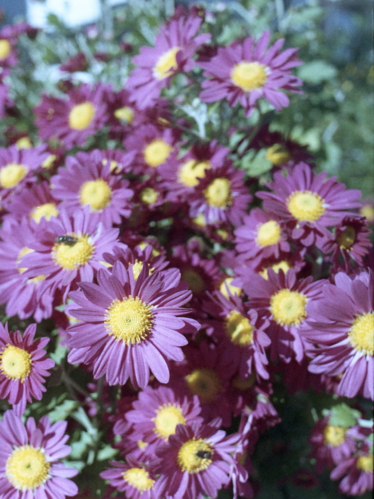 「菊」 (film)
