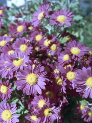 「菊」 (film) 「菊」 (film)